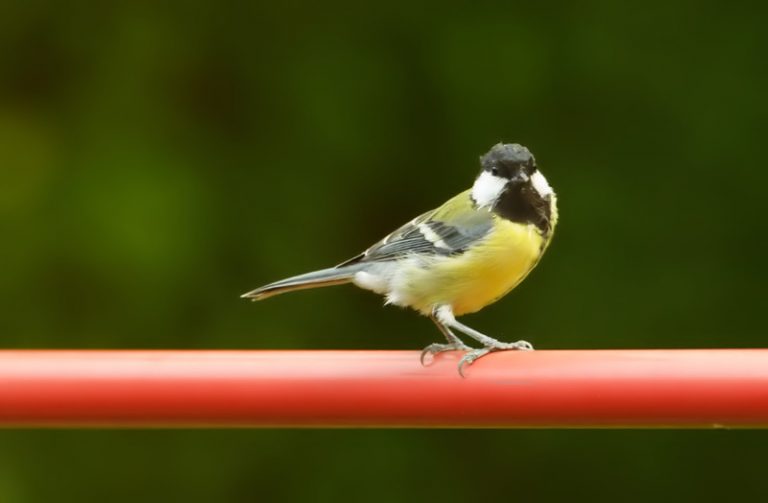 Tilt Birds