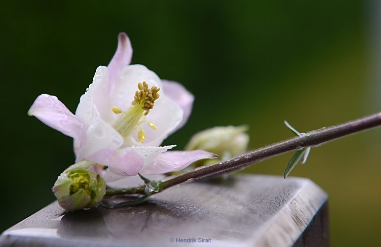 Nature Garden
