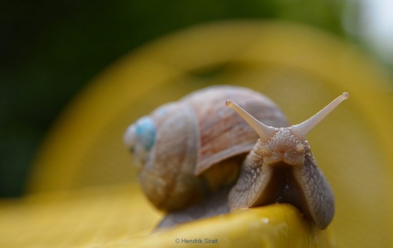 Big Snail