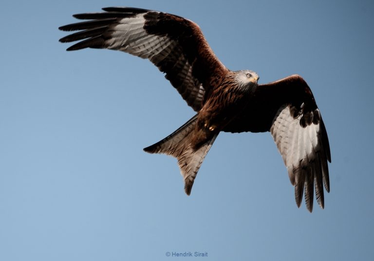 Flying Eagle